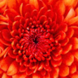 Meet your Posher, Annaly